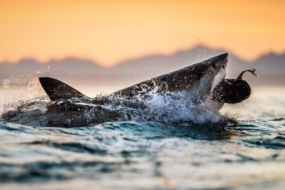 According to a new study, Great White Sharks are more common in California than originally believed.
