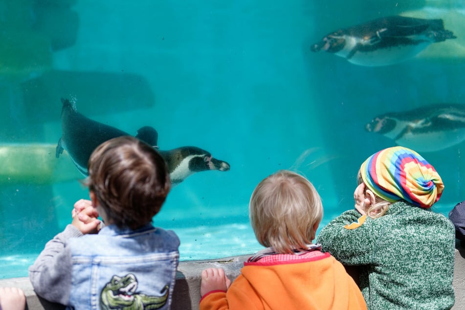 Der Kölner Zoo muss auch weiterhin für Besucher geschlossen bleiben. (Archivfoto)