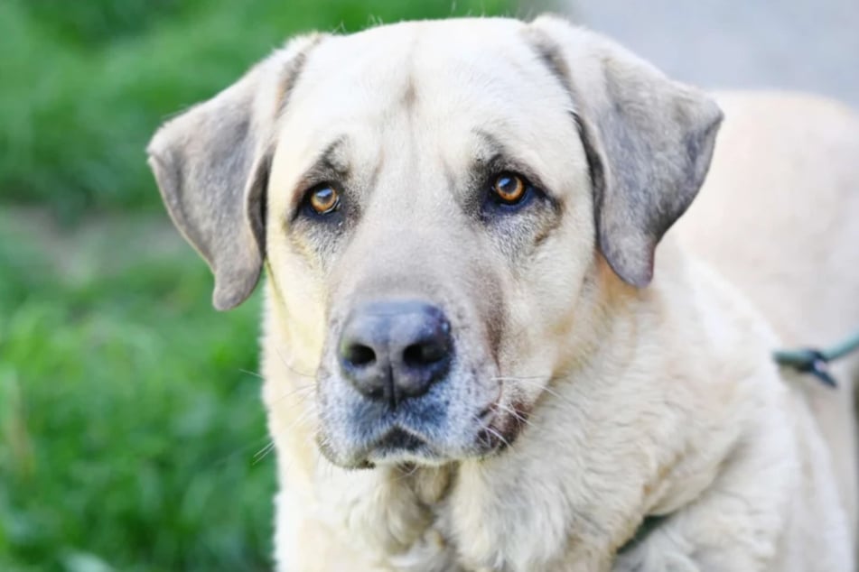Wer kann dem großen Hund ein strukturiertes und liebevolles Zuhause für immer schenken?