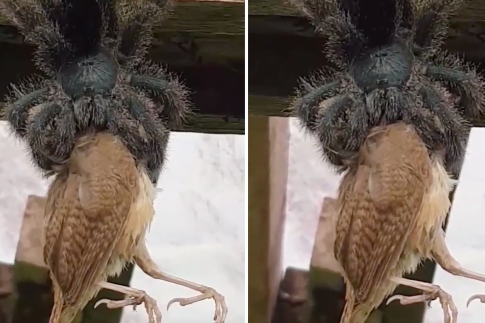 This spider appears to be literally devouring the bird!