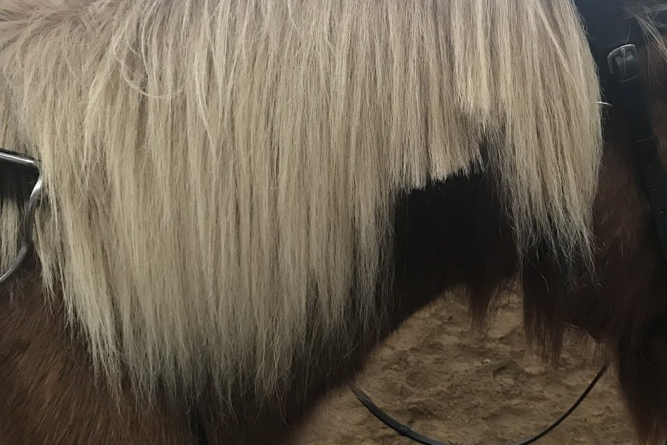 Kurioser Fall: Wer hat diesem Pony die Haare geschnitten? Polizei sucht Zeugen!