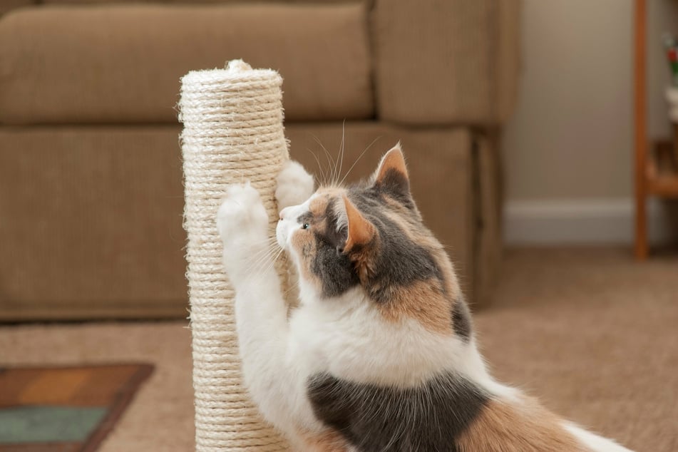 Stellt man der Katze einen Katzenbaum oder andere Kratzmöglichkeiten zur Verfügung, bleiben Sofa und Wände größtenteils verschont.