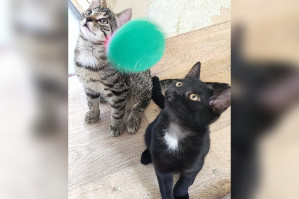 Am Spielen haben die Katzen-Geschwister am meisten Spaß...