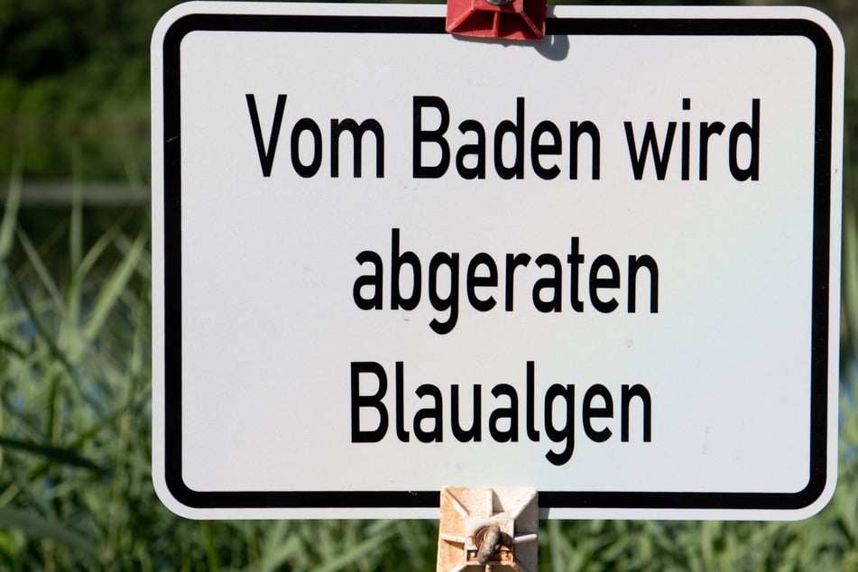 Blaualgen! Behörde warnt vorm Baden im Stausee Quitzdorf