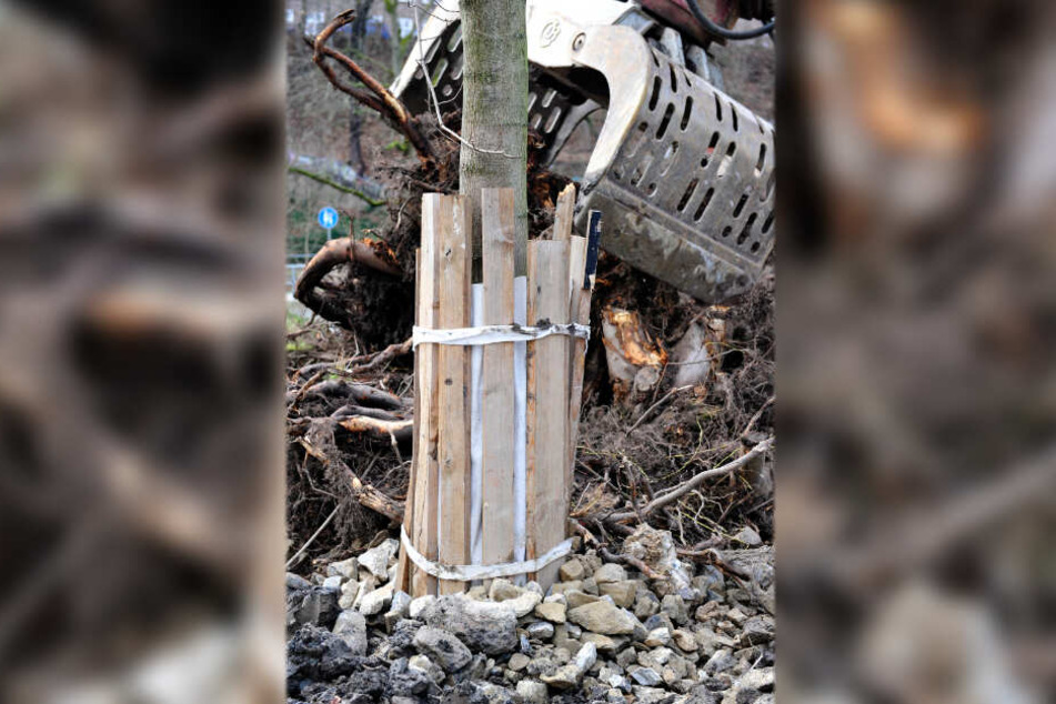 Die Uferbäume werden mit Holzlatten vor Beschädigungen geschützt.
