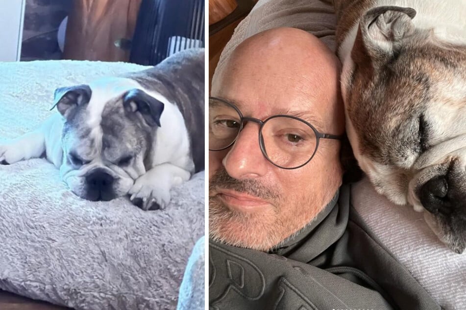 Traurige News von Detlef Steves: Es geht um seinen Hund Kai-Uwe, Promis reagieren!