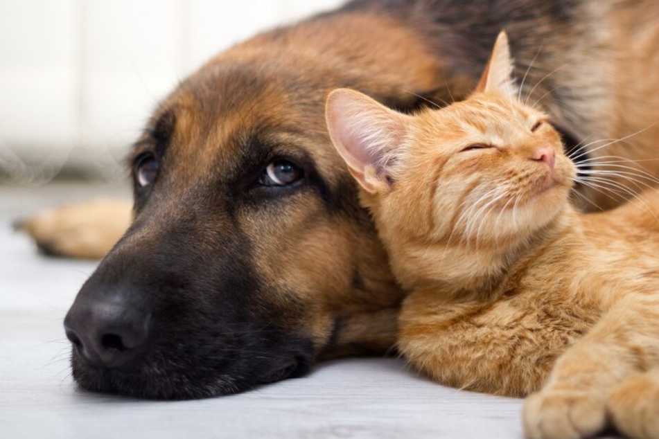 Die Hitlisten der Namen für Kinder und Tiere ähneln sich immer mehr. (Symbolbild)