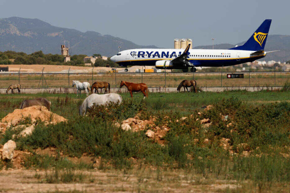 Ein Ryanair-Flieger landet auf dem Flughafen von Palma de Mallorca.