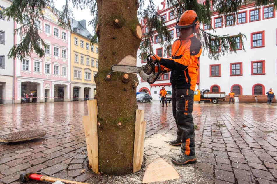 Eine Minute knatterte gestern die Säge, dann legte Mirko Clauß (39) vom Grünflächenamt den Chemnitzer Weihnachtsbaum um.