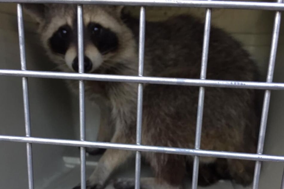 Nach der Rettung kam das Tier in einer Transportbox zur Überprüfung in eine Klinik.