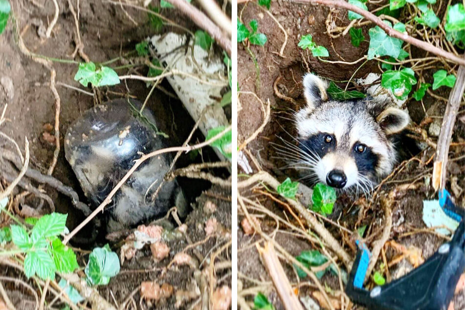 A wild raccoon had to be rescued by the Cape Wildlife Center of Massachusetts after it got its head stuck in a large peanut butter jar.