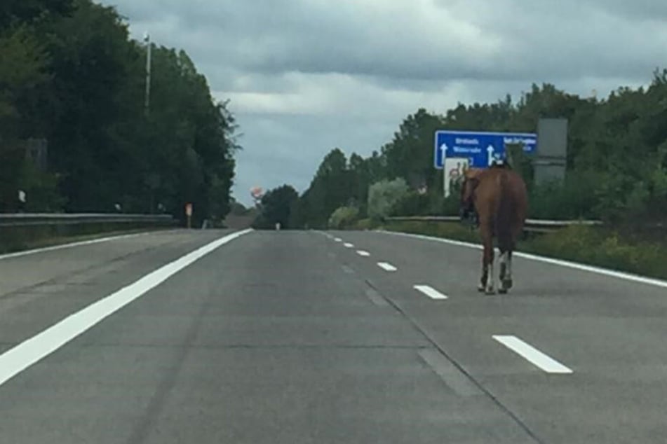 Das Pferd spazierte mutterseelenallein auf der Autobahn entlang.