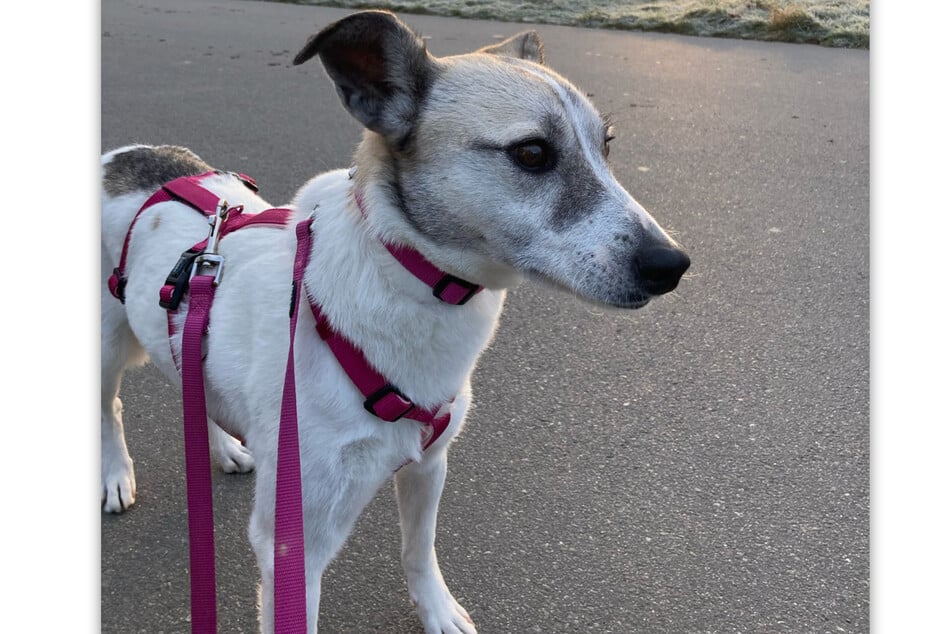 Yuki je na cestě s růžovým nádobím, růžovým obojkem a také připevněným růžovým vodítkem.