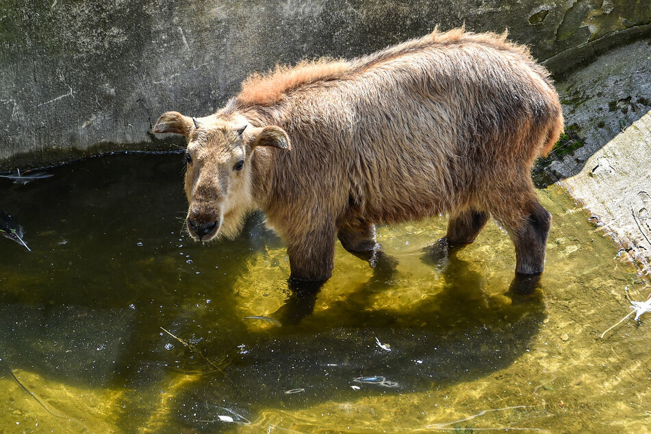 Jungtier Dagu (5 Monate) hat der Wasserstelle einen Besuch abgestattet.