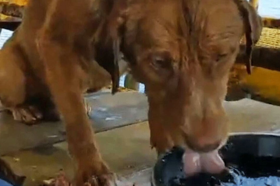 An Bord bekam die Hündin erstmal Wasser.