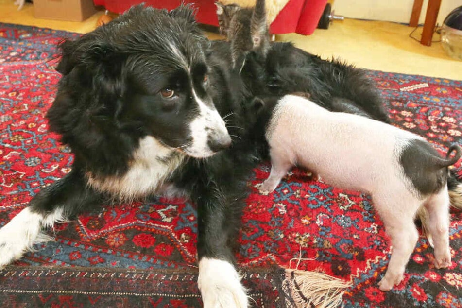 Hündin Molly hat sich dem Ferkel angenommen - und auch ein Kätzchen mischt munter mit.
