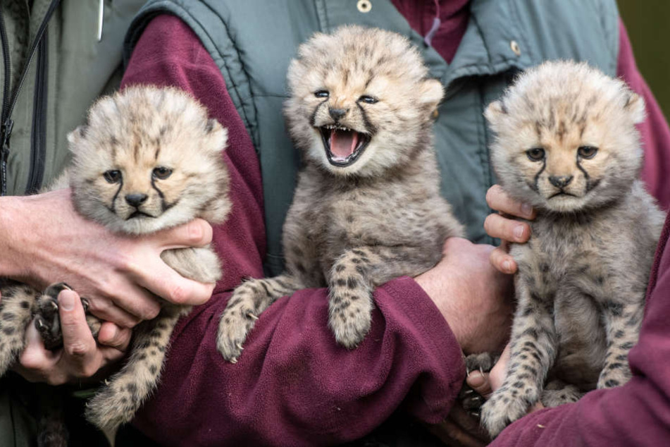Die drei Fellknäule sind die neue Attraktion im Münsteraner Zoo.