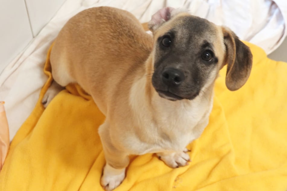 Lio sucht sein Für-immer-Zuhause.