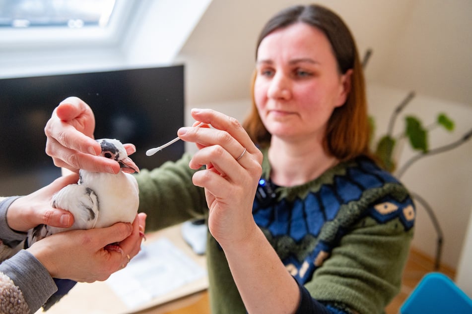 Abstriche gehören zum Alltag einer "Intensivpflegestelle", weiß Tierschützerin Marta Broll (43).