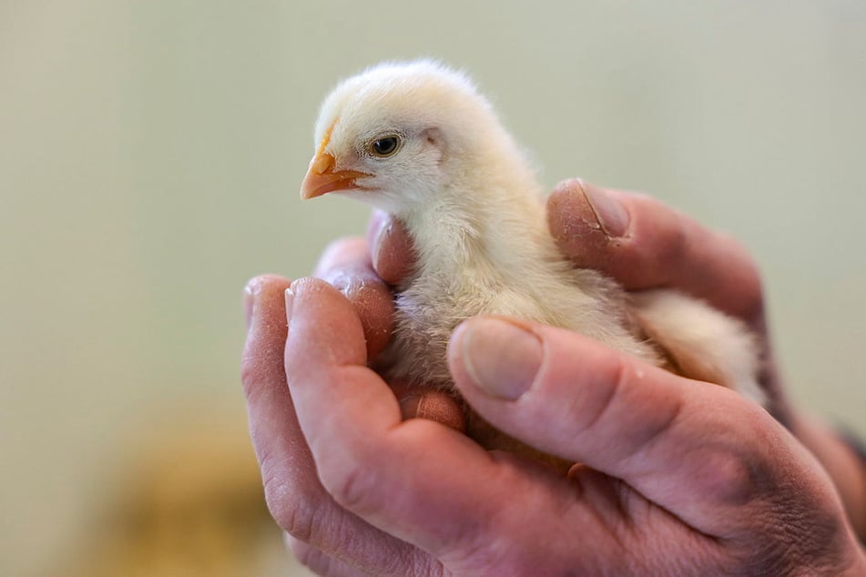 Tierheim-Chef Michael Sperlich hält eines der insgesamt 145 auf einem Feld ausgesetzten Küken in den Händen.