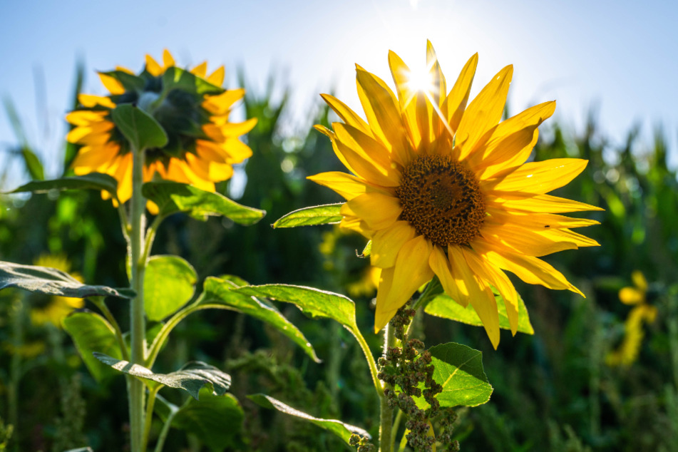 Prächtige Sonnenblumen an einem Maisfeld in Wittgensdorf.