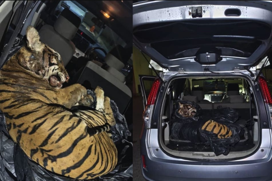 Für einen Tiger in Malaysia kam jede Hilfe zu spät. Er lag bereits tot in einem Müllbeutel eingepackt im Kofferraum eines Autos.