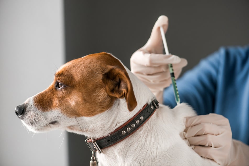 Impfstoffe, die für Hunde entwickelt wurden, sollen auch nur bei ihnen angewendet werden, riet die zuständige Gesundheitsbeauftragte von Calama. (Symbolbild)