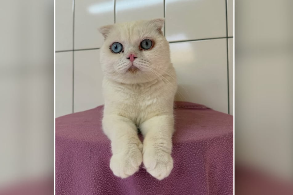 Kater Milka zählt zur Rasse der Scottish Folds und gilt damit als Qualzucht.