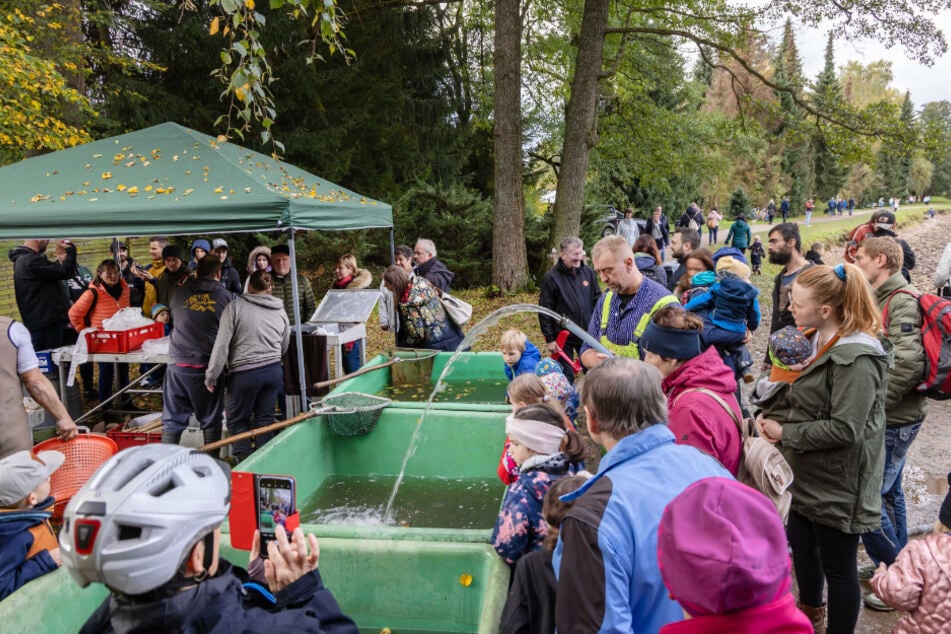 Nach dem großen Abfischen gibt's ein Lampionumzug mit Alpakas.