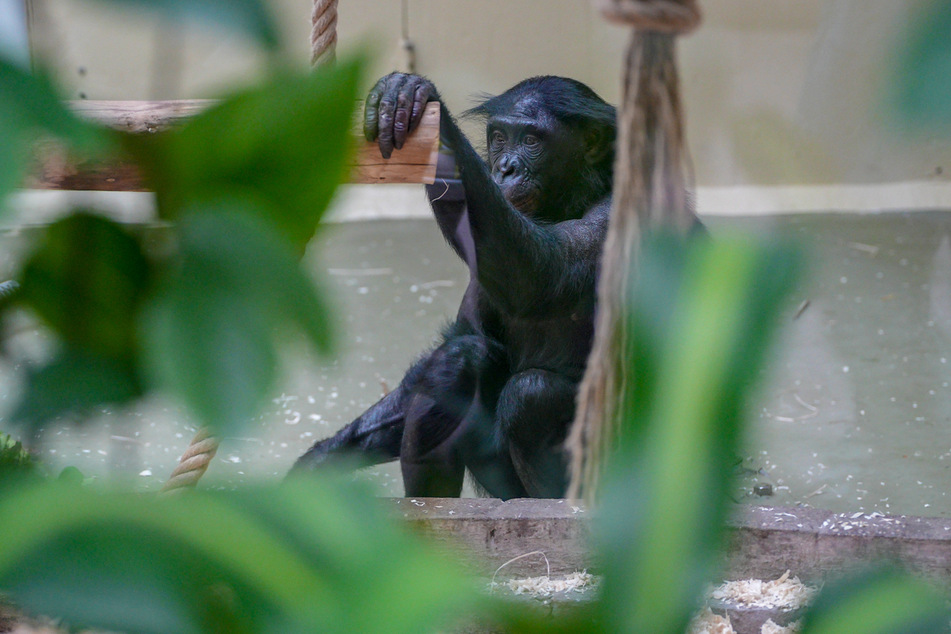 Schon bald wird das Bonobo-Weibchen seine Kölner Artgenossen kennenlernen.