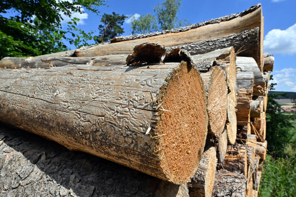 Der Borkenkäfer hinterlässt seine Spuren im Holz. In den vergangenen Jahren hat das kleine Tierchen in Thüringen erhebliche Schäden verursacht. (Archivbild)
