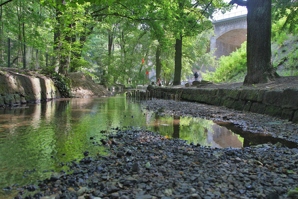 Dresdens Gewässer leiden an Wassermangel, wie hier bereits im vergangenen Sommer auch die Prießnitz.