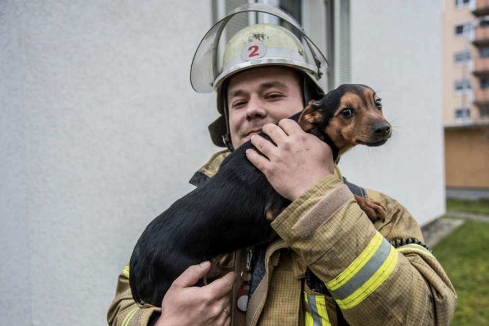 Der Familienhund wurde der Tierrettung übergeben.
