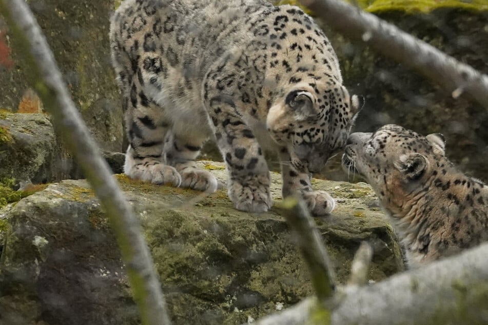 Hoffnung auf Nachwuchs im Zoo Dresden: Frühlingsgefühle bei den Schneeleoparden