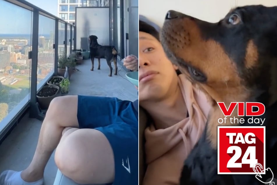 Today's Viral Video of the Day features a dog named Emma who has a curious fascination with the moon!