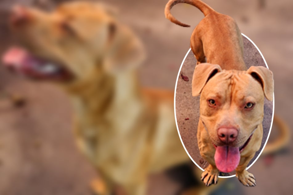 Der ein Jahr alte AmStaff-Rüde musste leider aus gesundheitlichen Gründen von seinem vorherigen Halter an das Frankfurter Tierheim abgegeben werden.