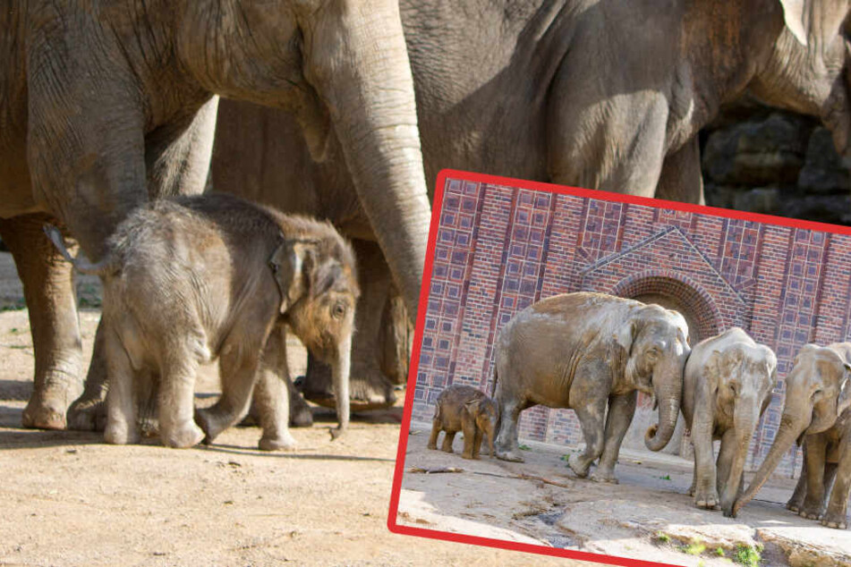 In seiner neuen Herde fühlt sich der kleine Elefant pudelwohl.