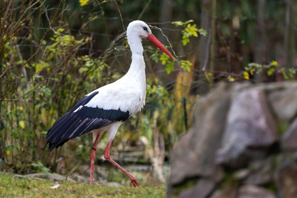 Im Auer Zoo der Minis nimmt Jungstorch "Fred" den Platz des verstorbenen Storchen-Opi "Großer" ein.