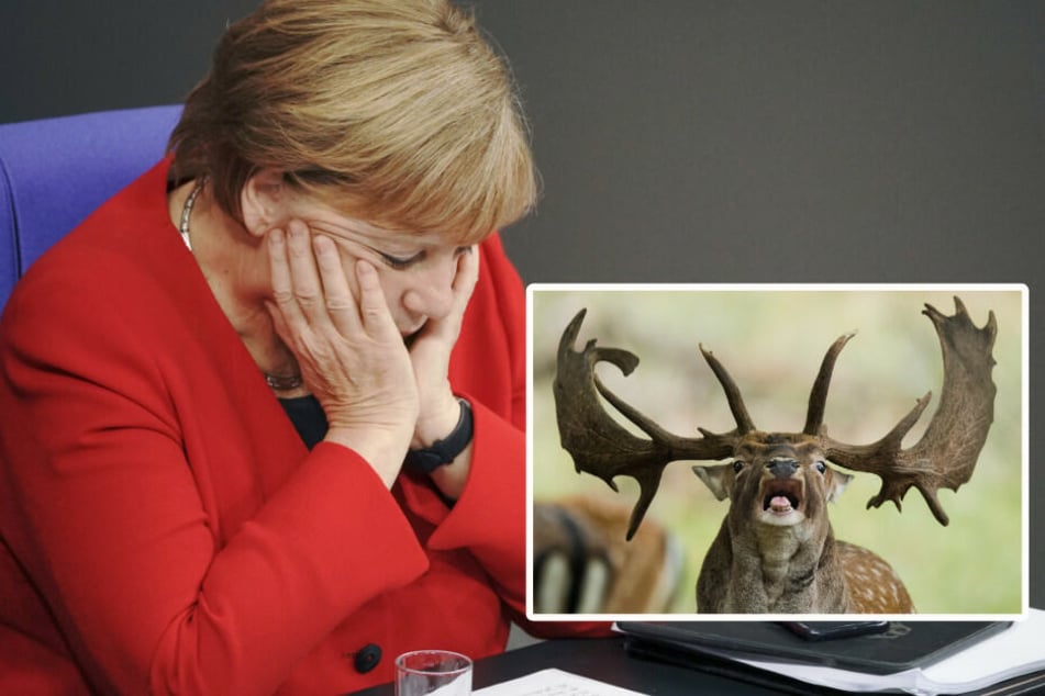 Damhirsch versperrt Angela Merkel den Weg
