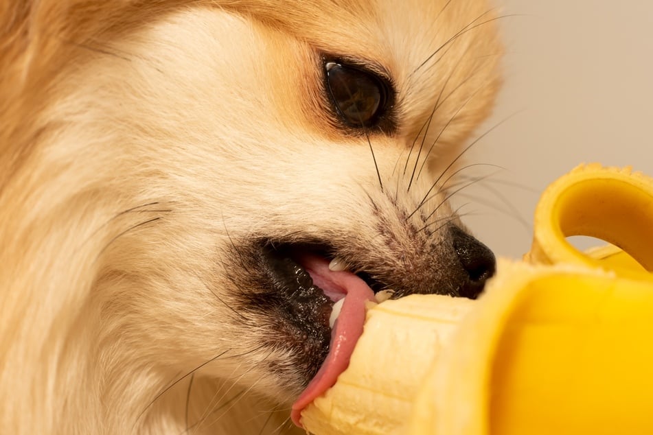 Bananas are okay for dogs when eaten in small quantities, rarely.