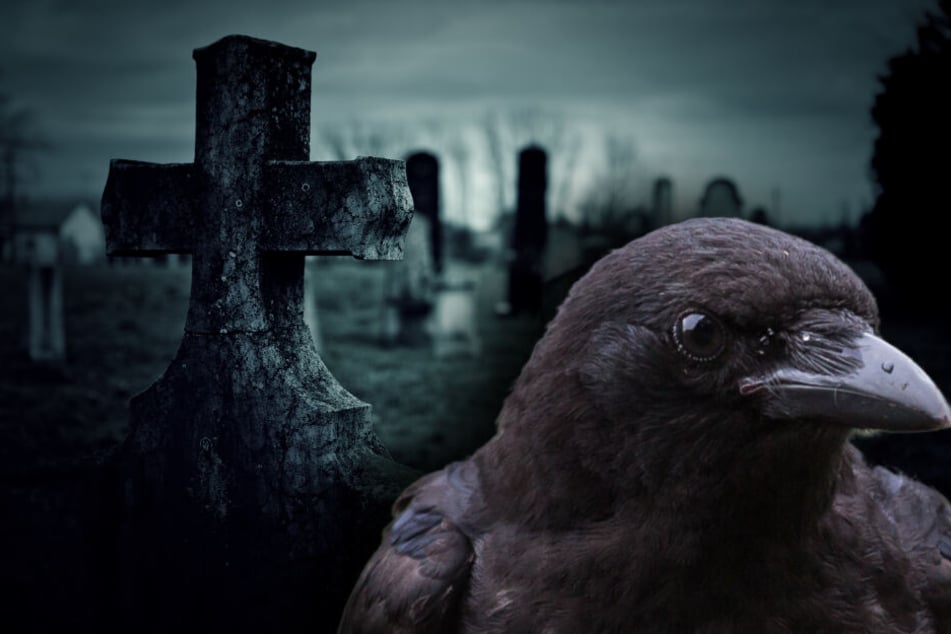Auf einem Friedhof wurden zwölf tote Raben gefunden. (Bildmontage)
