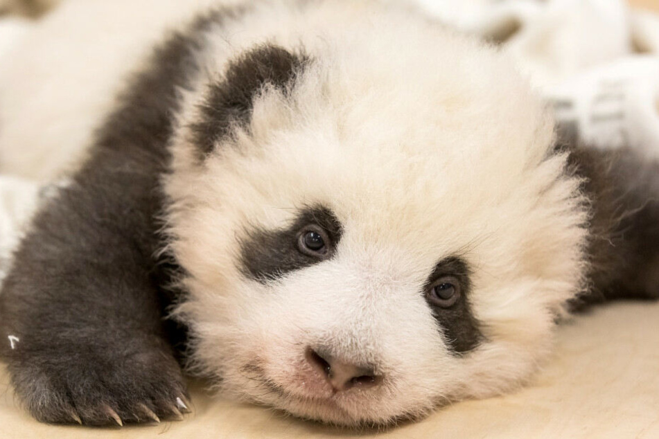 Die Panda-Bären haben vor 100 Tagen das Licht der Welt erblickt.