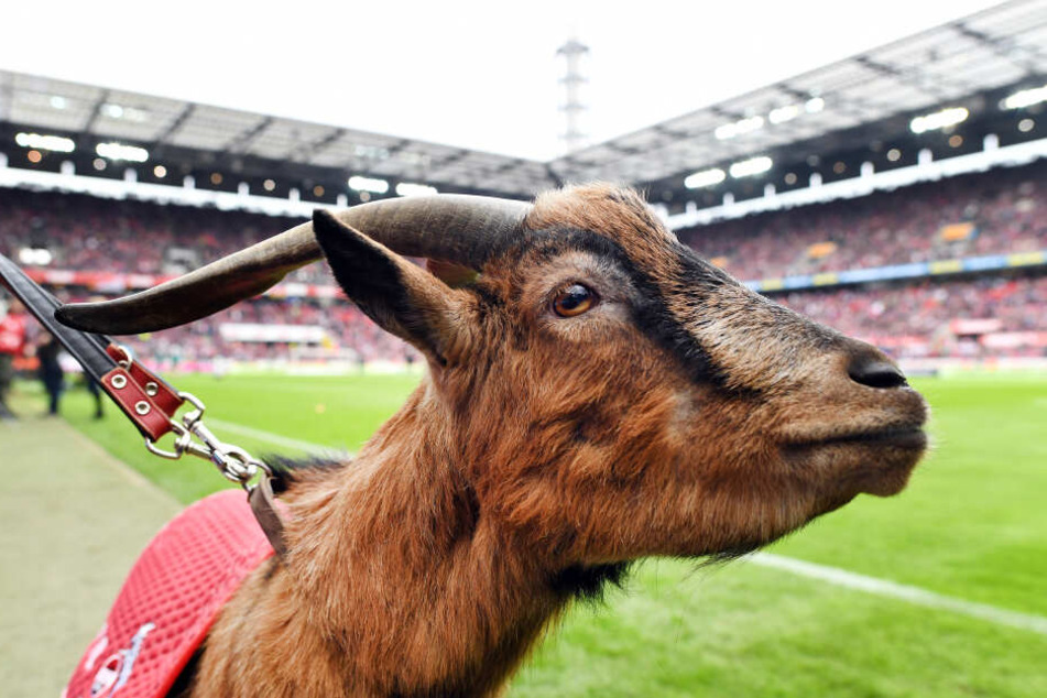 Aus gesundheitlichen Gründen verabschiedet Fußball-Bundesligist 1. FC Köln sein lebendes Maskottchen Hennes VIII. vorzeitig in den Ruhestand.