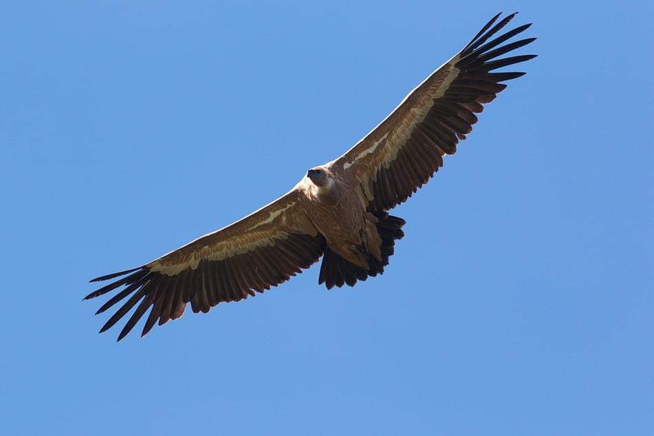 Bald kann der Gänsegeier über dem Naturschutzgebiet Lago di Cornino kreisen.