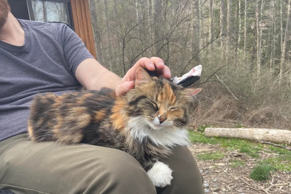 Rodina byla těsně před tím, než si domů přivezla „divokou kočku“.