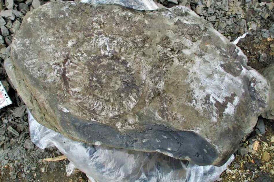 40 Zentimeter ist das Fossil groß.
