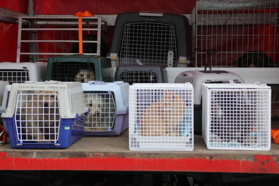 Hunde und Katzen und andere Tiere sitzen in Käfigen auf der Ladefläche eines Lastwagens.