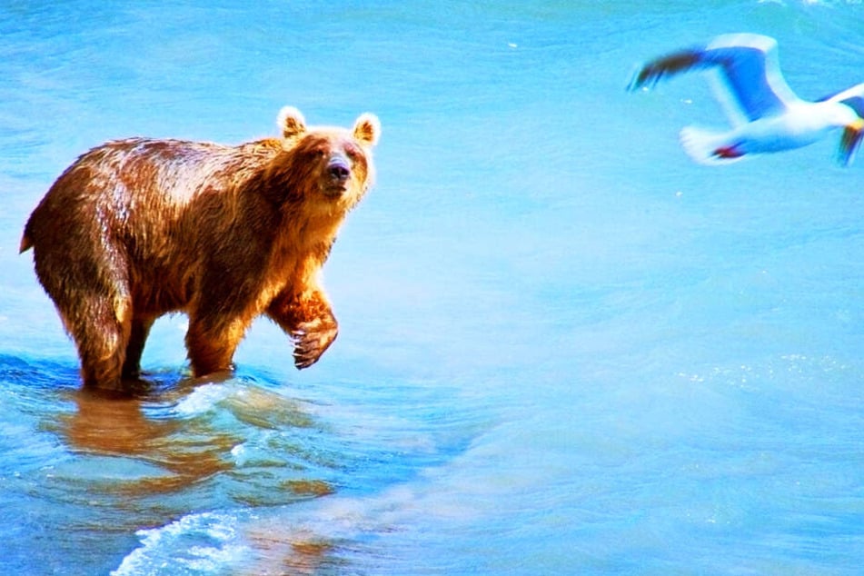 Ein Braunbär schaut verdutzt vom Lachsfischen hoch zu einer wegfliegenden Möwe.