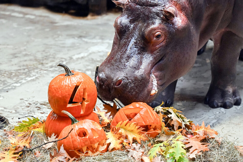 Einen Blick für die Schnitzereien hat Flusspferd Halloween nicht.