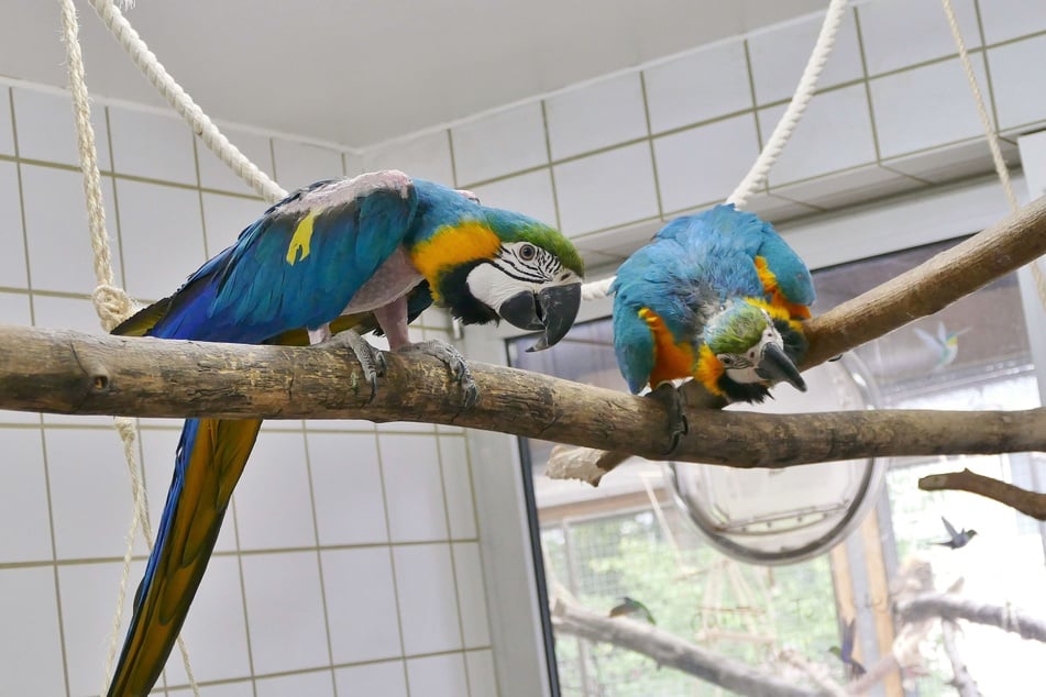 Ria und Roy hoffen auf einen Liebhaber, der sich mit der anspruchsvollen Haltung der Tiere auskennt.